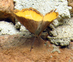 Eurytela dryope angulata