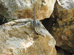 Sceloporus teapensis