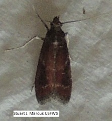 Varneria atrifasciella