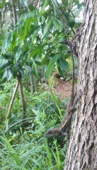 Diploderma swinhonis