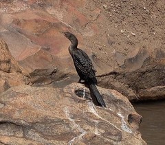 Microcarbo africanus pictilis