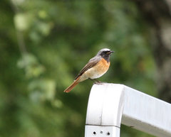 Phoenicurus phoenicurus