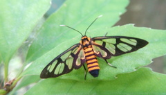 Amata perixanthia