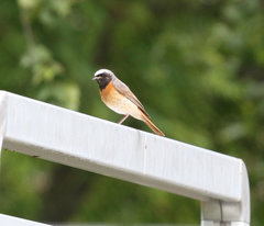 Phoenicurus phoenicurus