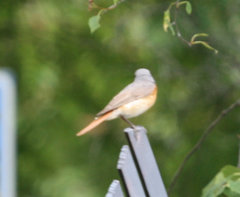 Phoenicurus phoenicurus