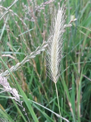 Hordeum secalinum