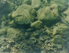Diplodus