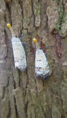 Pyrops watanabei