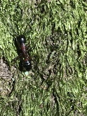 Camponotus ligniperda
