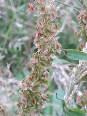 Rumex obtusifolius