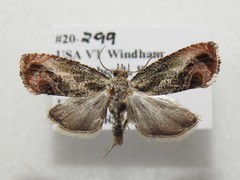 Olethreutes hamameliana