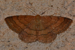 Scopula rubiginata