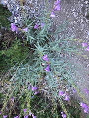 Penstemon sepalulus