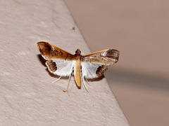 Maruca amboinalis