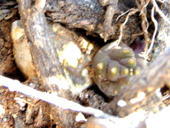 Piaranthus comptus