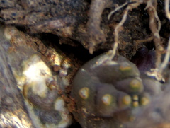 Piaranthus comptus
