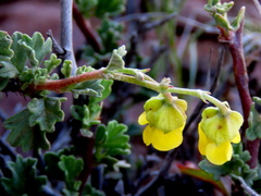 Hermannia cuneifolia