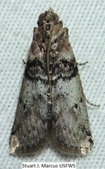 Tlascala reductella