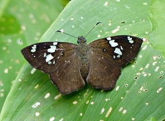 Celaenorrhinus similis