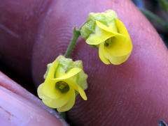 Hermannia cuneifolia
