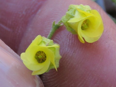 Hermannia cuneifolia