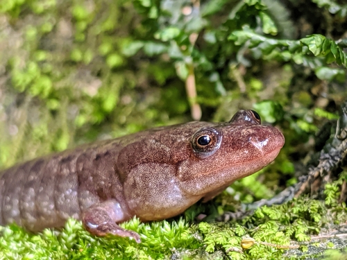 Spotted Dusky Salamander, Desmognathus conanti
