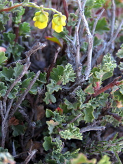Hermannia cuneifolia