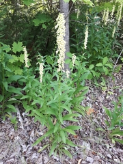 Digitalis lutea