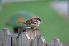 Passer domesticus