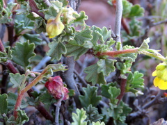 Hermannia cuneifolia