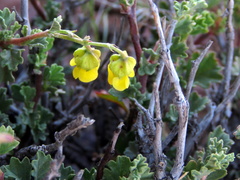 Hermannia cuneifolia