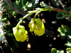 Hermannia cuneifolia