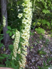 Digitalis lutea