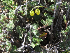 Hermannia cuneifolia