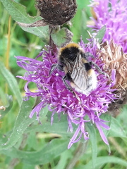 Bombus