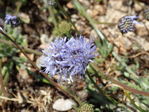 Image of Jasione maritima by (c) Julien Renoult, some rights reserved (CC BY)