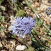 Jasione maritima - Photo (c) Julien Renoult, some rights reserved (CC BY), uploaded by Julien Renoult