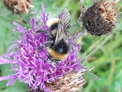 Bombus