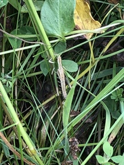 Pseudochorthippus parallelus parallelus