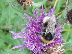 Bombus