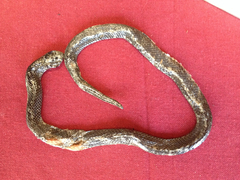 Amblyodipsas polylepis