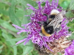Bombus