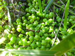Asterella marginata