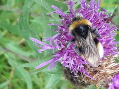 Bombus
