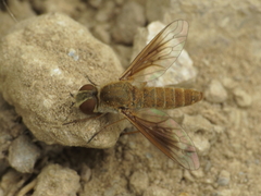 Plesiocera algira