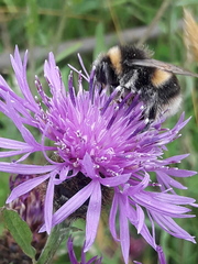 Bombus