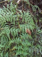 Odontosoria aculeata