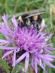 Bombus