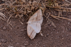 Petrophora chlorosata
