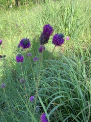 Dalea purpurea